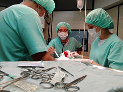 Atendimento veterinário humanizado na Cão Carinho — Belo Horizonte