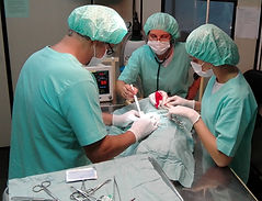Equipe de veterinários formados pela UFMG na clínica Cão Carinho